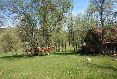 Teren intravilan de 11423 mp, în Luncoiu de Jos - 12