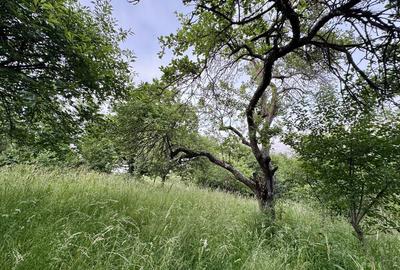 Spațiu comercial, în Central - 5