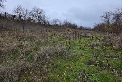 Teren vanzare Dara, Pietroasele - 4