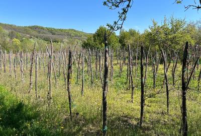 Casă cu 2 camere în Dobroteasa - 8