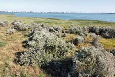 Teren Mamaia Sat zona Lac Siutghiol - 7