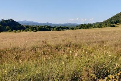 Teren de 16500 mp, în Tomești - 5