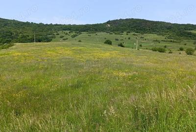 Teren de 30000 mp, în Saschiz - 2