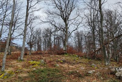19,5 Ha  TEREN PEISAJ PANORAMIC SPECTACULOS zona turistica montana BULZ -  BIHOR - 36