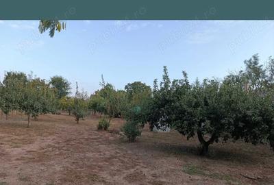 Casă cu 3 camere în Segarcea-Deal - 2