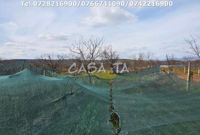 Casă individuală cu 5 camere cu Teren 3600 Mp în 1 Mai - 6