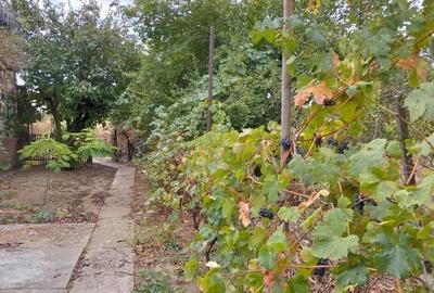 Spațiu comercial, în Valea Călugărească - 5