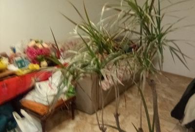 Piata Rahova -str Berzovei- Pucheni - 12