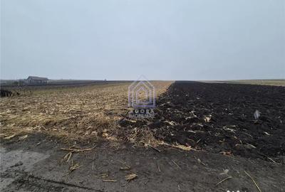 Teren de 7400 mp, în Moara - 3