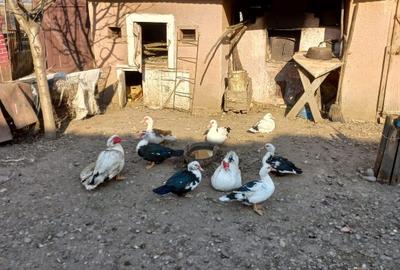 Casă individuală cu 3 camere cu Teren 1300 Mp în Recea - 13