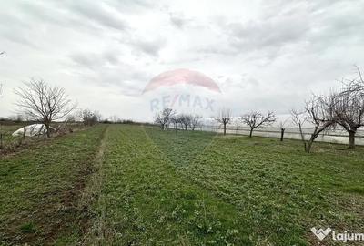 Teren de 1944 mp, în Dărăști-Vlașca - 5