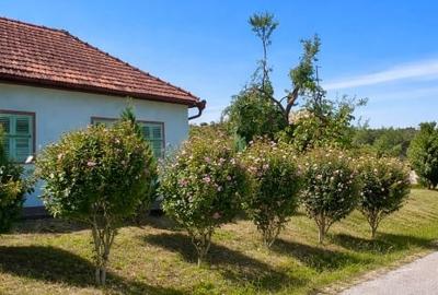 Teren Construcții intravilan de 1259 mp, în Buzad - 3