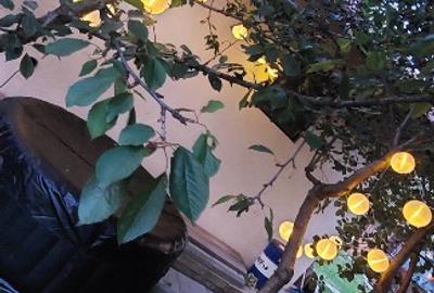 Teren cu două case în Breazu Copou - 6