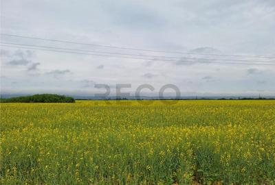 Reco, teren intravila la E60 sacadat - 4