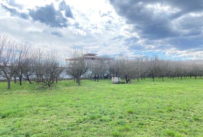 Teren Construcții intravilan de 7000 mp, în Berevoești - 10