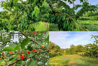 Vand casa la alb. - 4