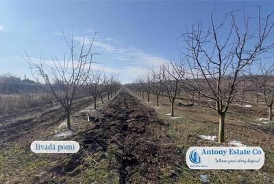 Teren de 675000 mp, în Marghita - 12