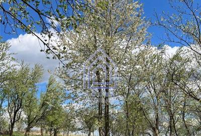 48 ari teren , cu casa batraneasca, Antoceni, Forasti, Sucea - 2