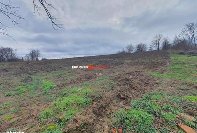 Teren de 13400 mp, în Viișoara - 1