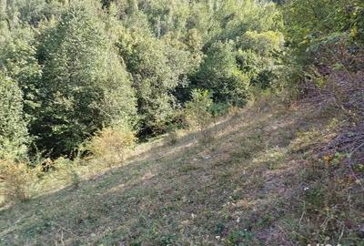 Teren de 3000 mp, în Măguri - 8