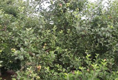 Pitaru, Dambovita - 8