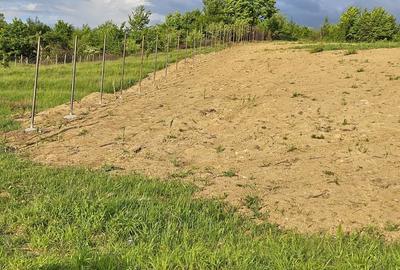 Teren de 2700 mp, în Tălmaciu