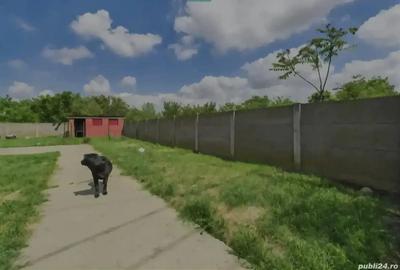 Vand Casa Padureni - 6