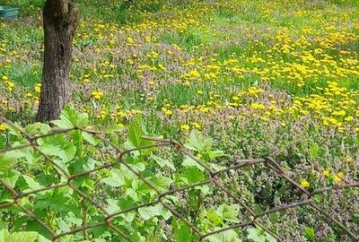 Casă cu 1 camere cu Teren 2215 Mp în Mislea - 3