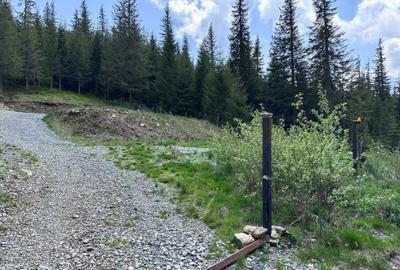 Teren de 1000 mp, în Muntele Băișorii - 5