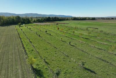 Teren intravilan de 13965 mp, în Aușeu - 14