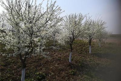 Teren în Daia - 6