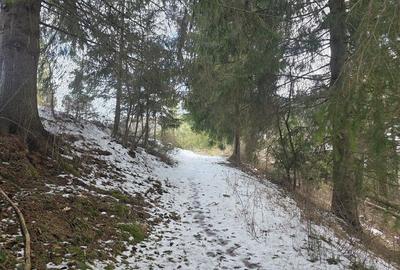 Teren de 15000 mp, în Șaru Dornei - 2