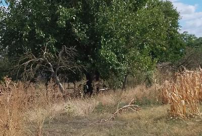 Casa la ?ara jud. Giurgiu, 4 camere, curte 4000 mp - 6