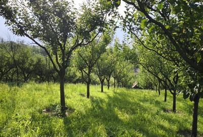 Casă cu 5 camere cu Teren 4000 Mp în Central - 14