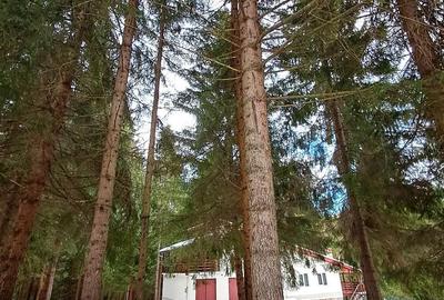 Casă cu Teren 2000 Mp în Dealu Negru - 5