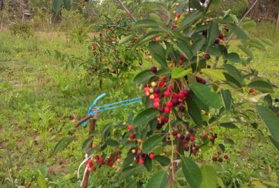 Proprietar ofer spre vanzare - 6