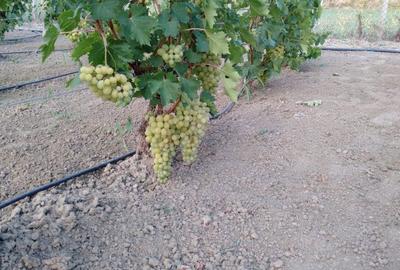 Casă cu 4 camere în Lămotești - 7