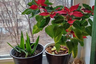 Apartament cu 3 camere semidecomandat în Central - 1