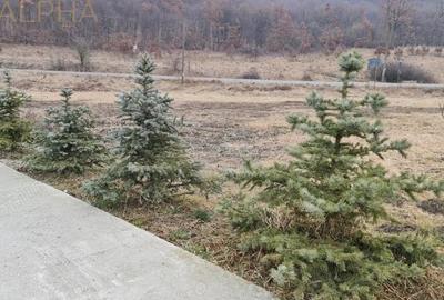 Spațiu comercial, de 1,300 mp, în Blăjenii de Jos - 4