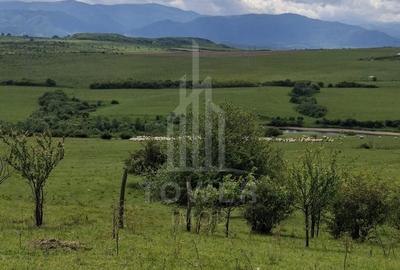 Teren agricol extravilan de 11500 mp, în Daia - 11