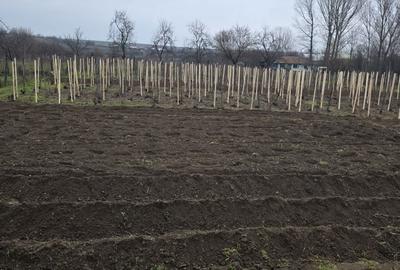 Casă cu 3 camere în Găvănești - 5