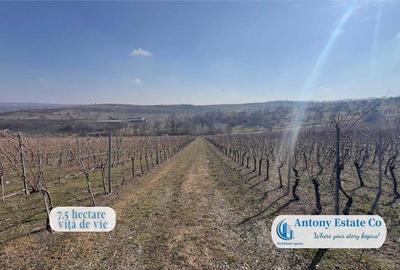 Oportunitate de investitie, Ferma Padurea Galbena - Cehal, Marghita - 7