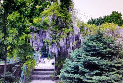 Casă cu 7 camere cu Piscina în Săftica - 15