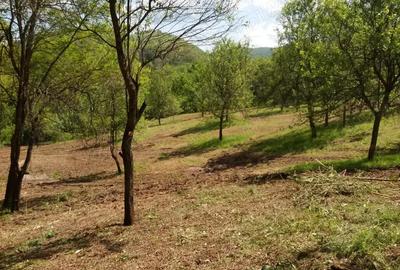 Teren de 20000 mp, în Rădulești - 3