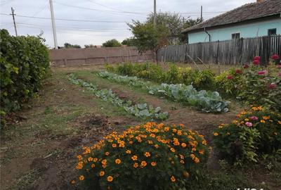 Casă cu 5 camere cu Teren 2800 Mp în Corabia - 4