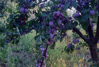 Spațiu comercial, în Fedeleșeni - 4