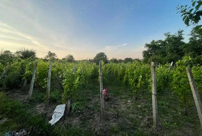 Casă cu 3 camere în Scobinți - 7