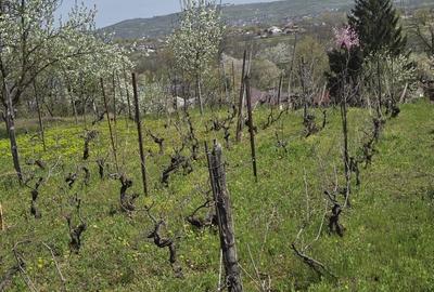 Spațiu comercial, în Blejoi - 8