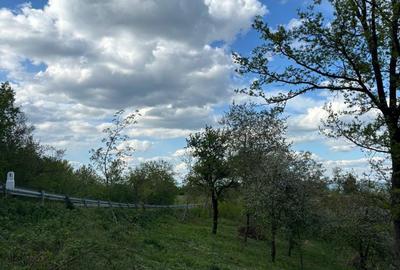 Spațiu comercial, în Sârbi - 4