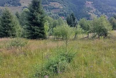 Teren de 5000 mp, în Vadu Moților - 3